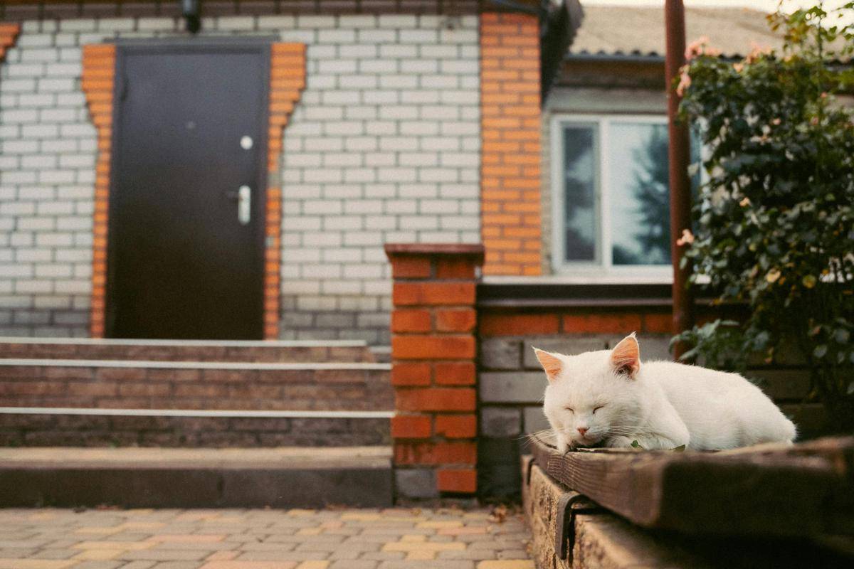 Ilustrasi Kucing Tidur (pexels.com/Daria Rohova)