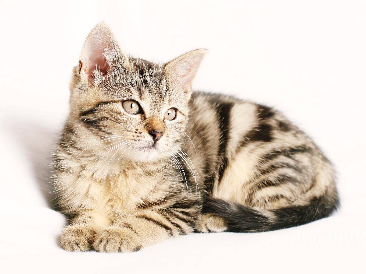 Ilustrasi kucing (pixabay.com/chiemsee2024)