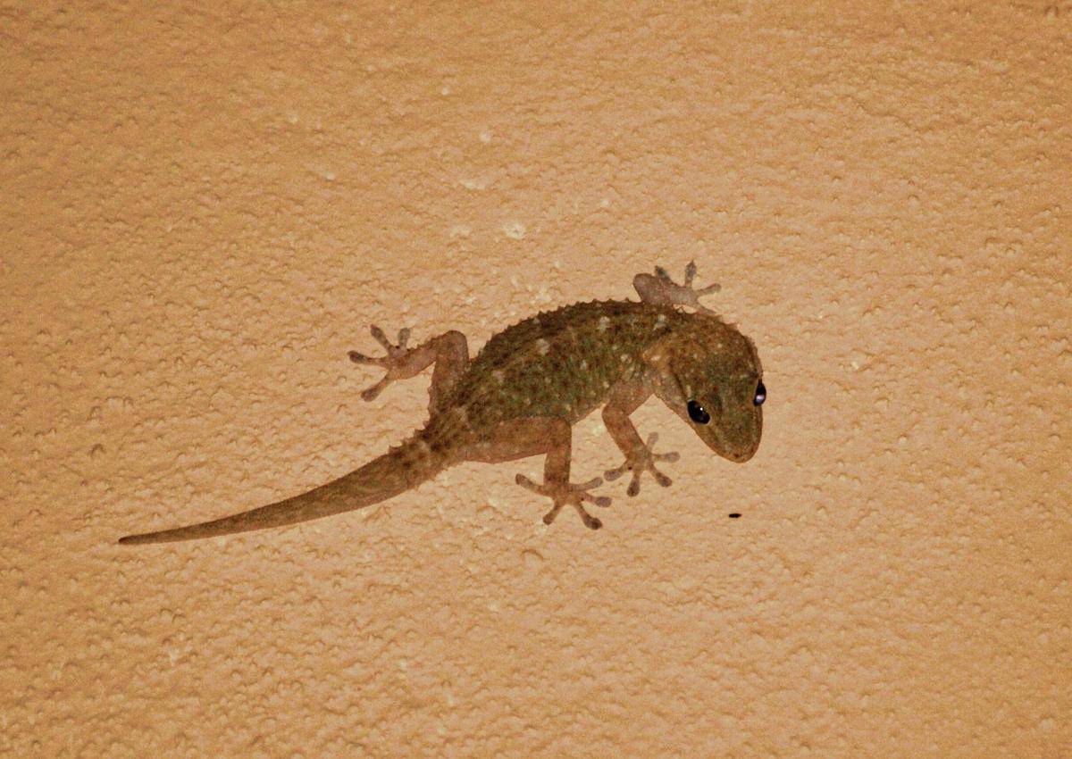 Ilustrasi cicak (pixabay.com/yocasa)
