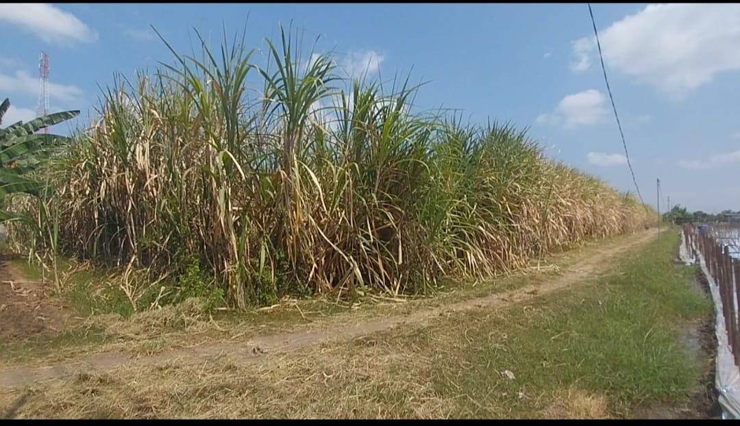 Calon Sekolah Rakyat Magetan berupa lahan kebun tebu seluas 8 hektar di belakang Polsek Karangrejo. IDN Times/Riyanto.