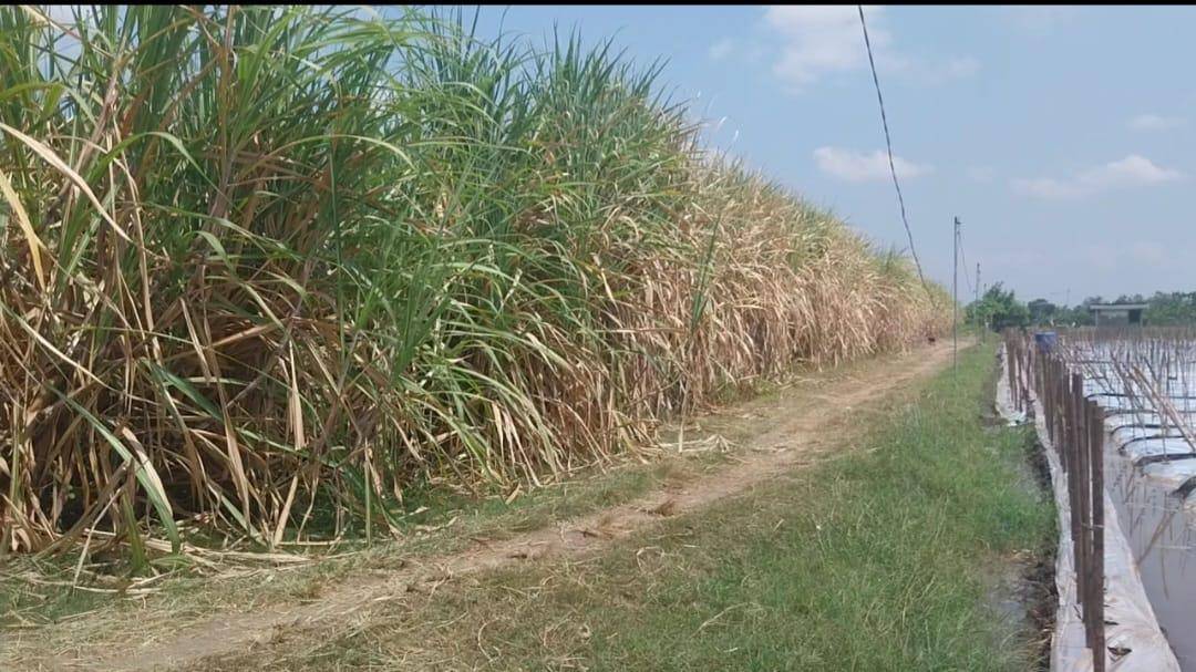 Calon Sekolah Rakyat Magetan berupa lahan kebun tebu seluas 8 hektar di belakang Polsek Karangrejo. IDN Times/Riyanto.
