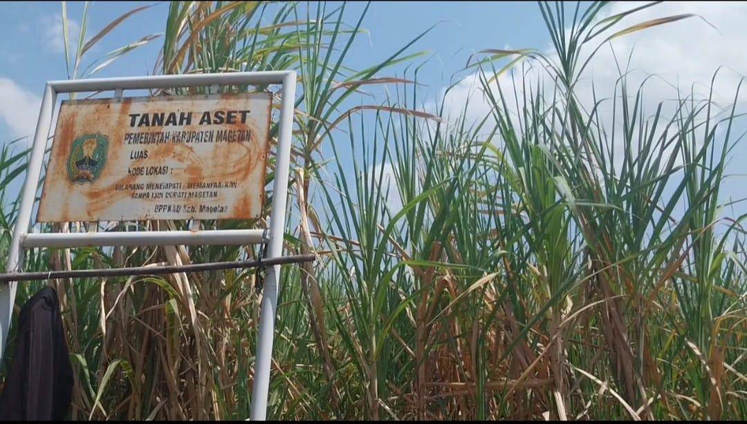 Calon Sekolah Rakyat Magetan berupa lahan kebun tebu seluas 8 hektar di belakang Polsek Karangrejo. IDN Times/Riyanto.
