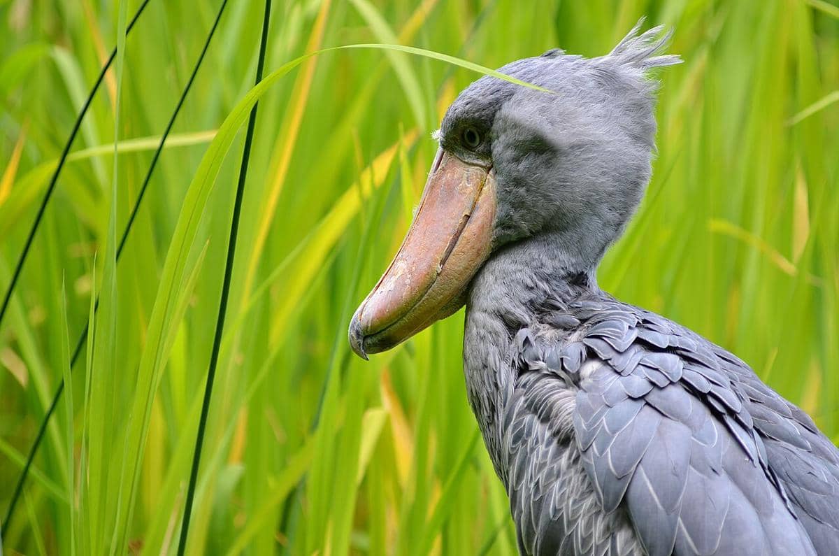 shoebill (commons.wikimedia.org/Olaf Oliviero Riemer)