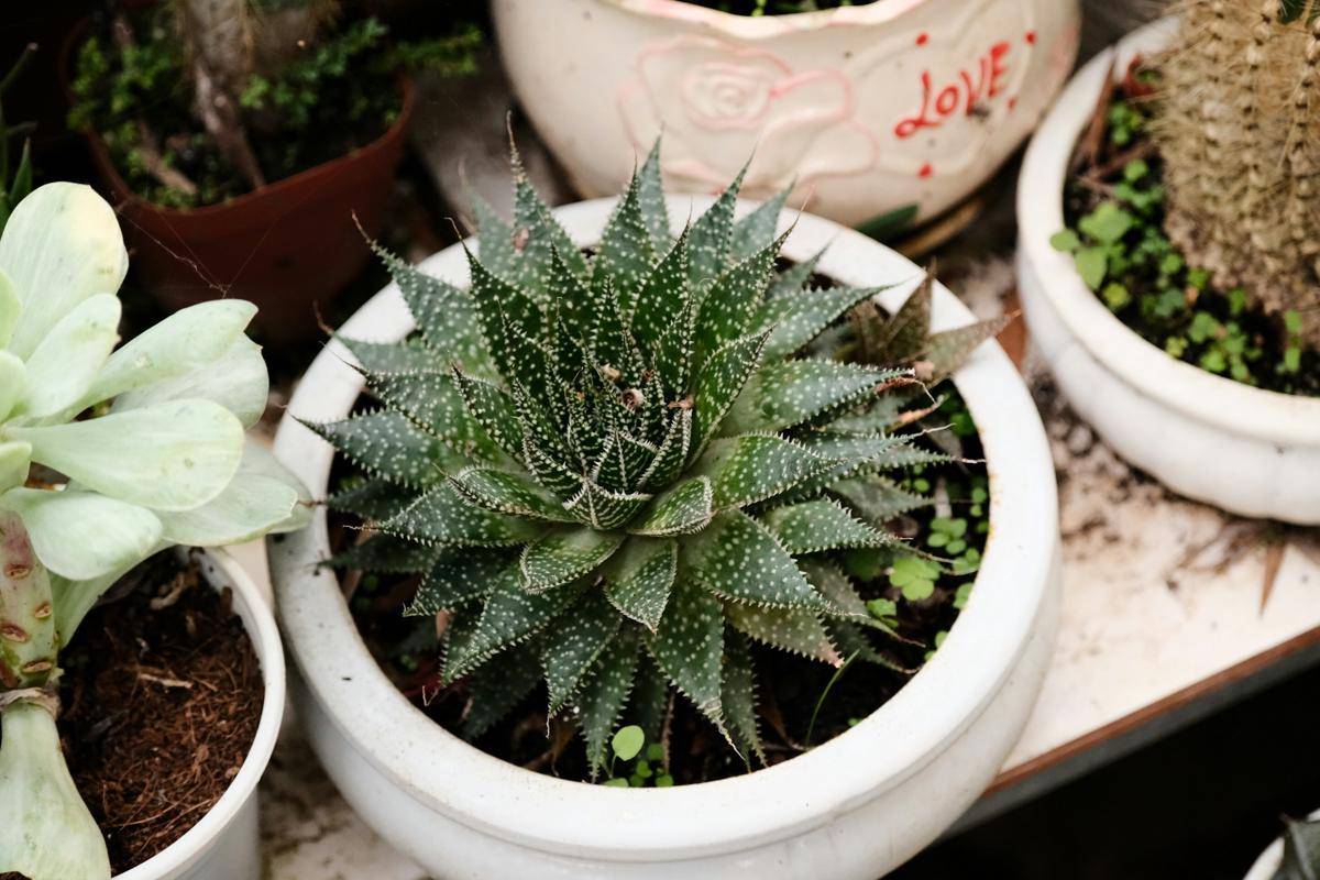 ilustrasi tanaman haworthia (unsplash.com/Duc Van)