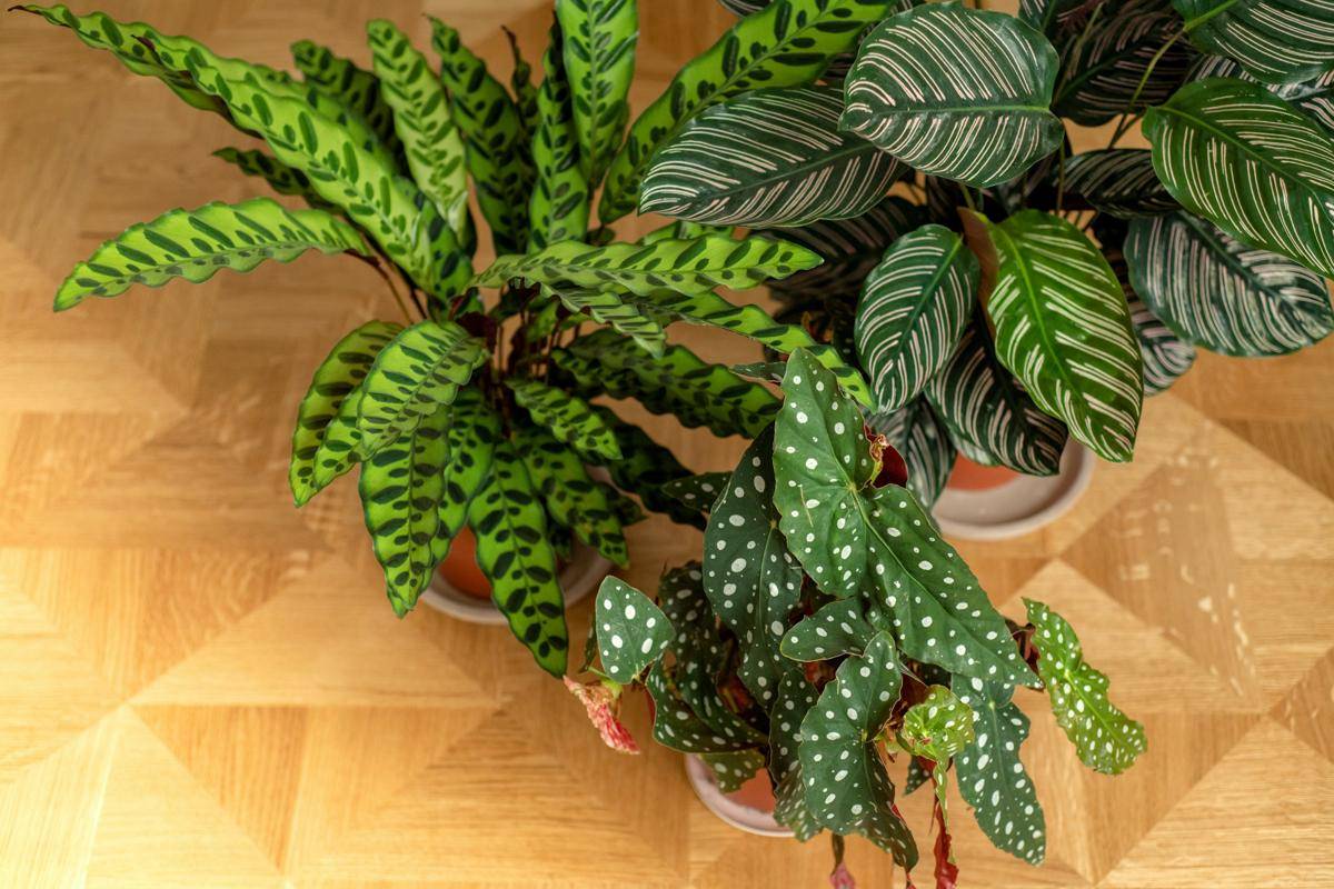 ilustrasi tanaman indoor (unsplash.com/Elena Kloppenburg)