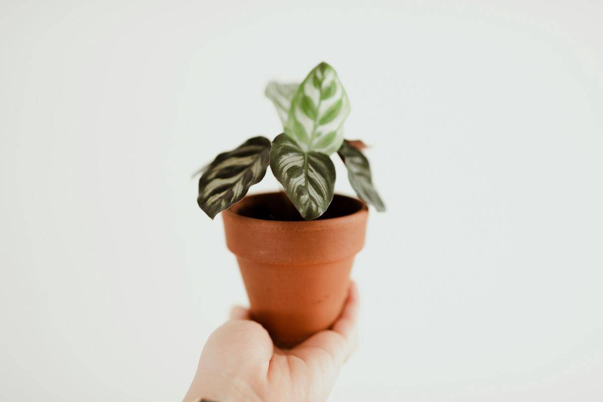 ilustrasi tanaman calathea freddie (unsplash.com/Magali Merzougui)