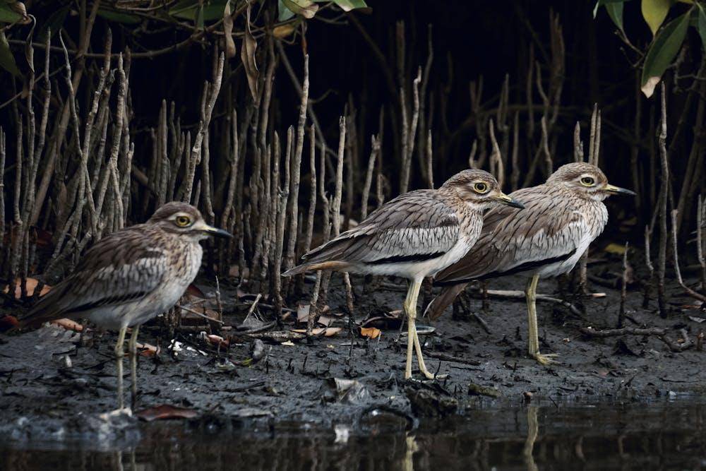 ilustrasi burung yang berhabitat di hutan mangrove (pexels.com/J B)