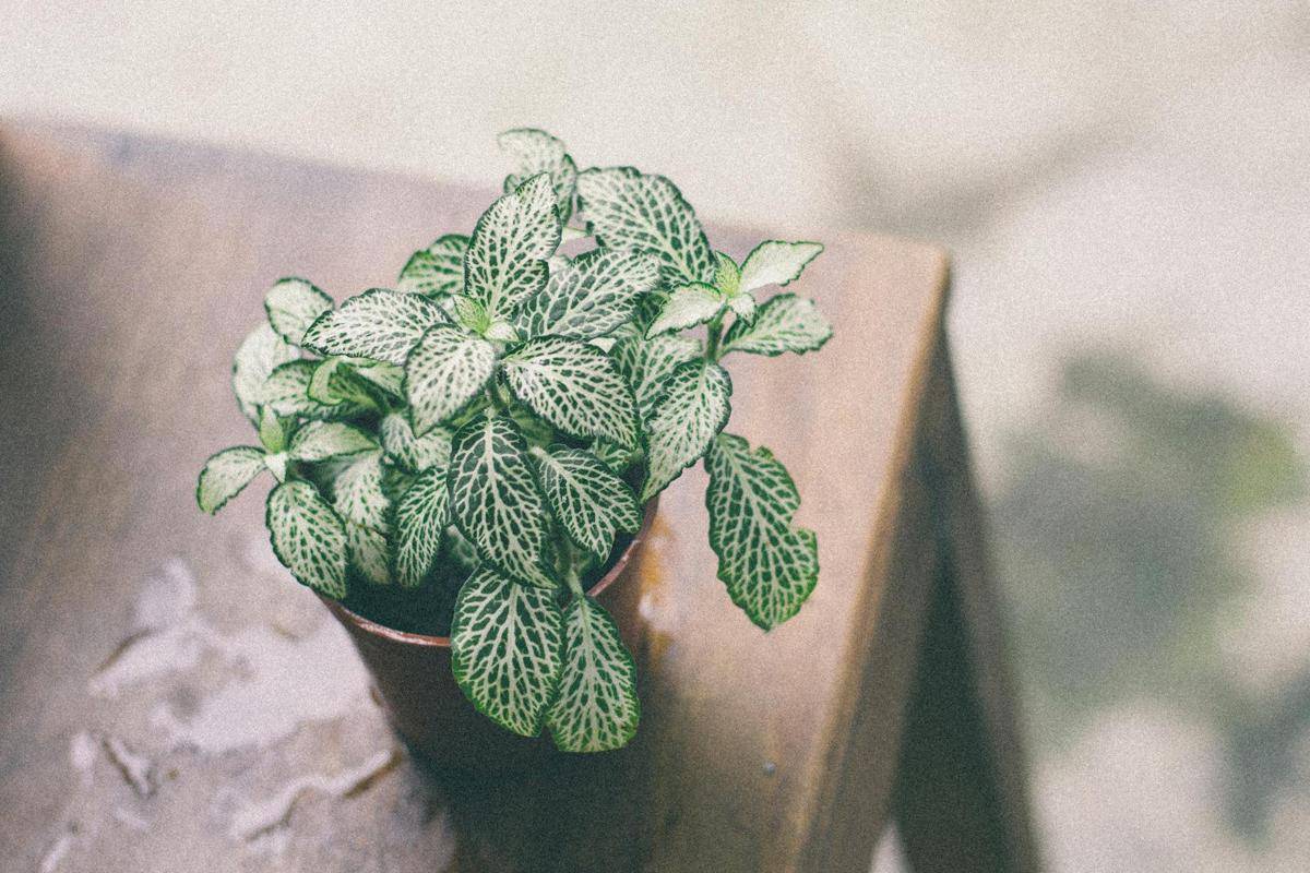 ilustrasi tanaman fittonia (pexels.com/HOÀNG VŨ)