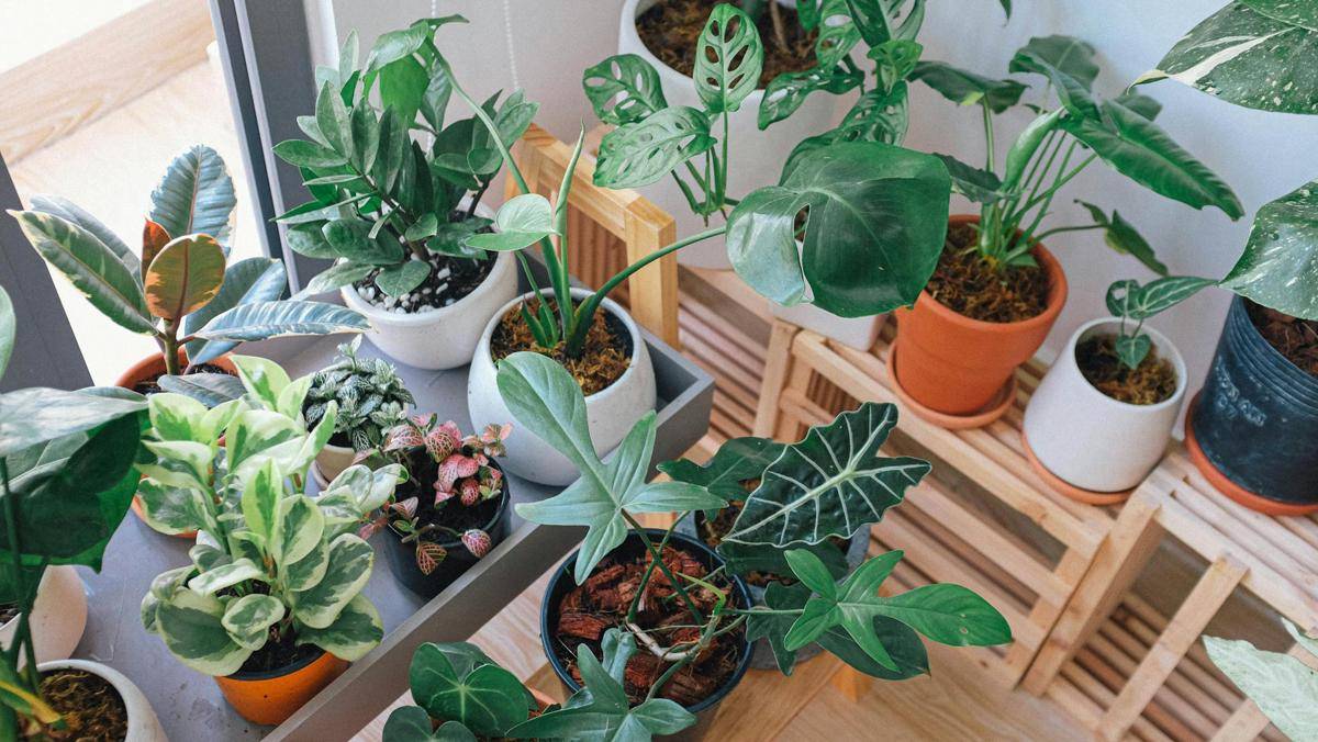 ilustrasi tanaman indoor (pexels.com/Huy Phan)