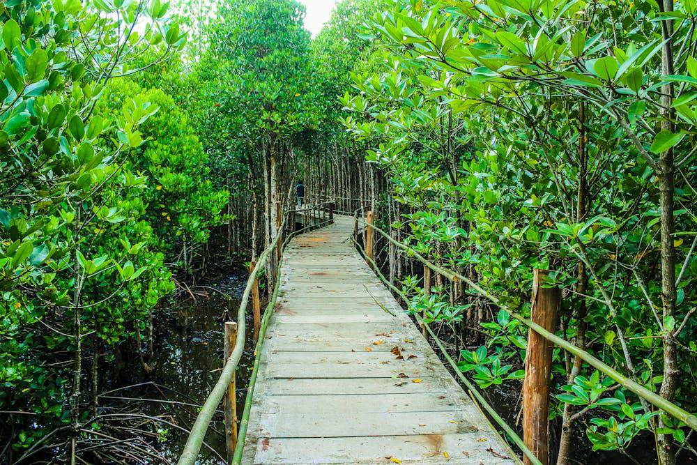 ilustrasi hutan mangrove (pexels.com/icon0 com)