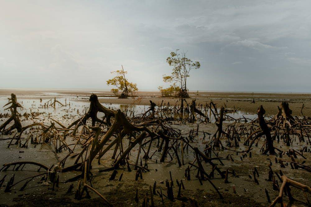 ilustrasi mangrove (pexels.com/Ihsan Adityawarman)