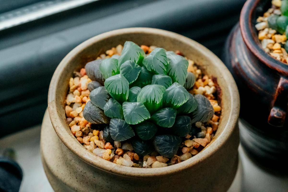 ilustrasi tanaman haworthia cooperi 