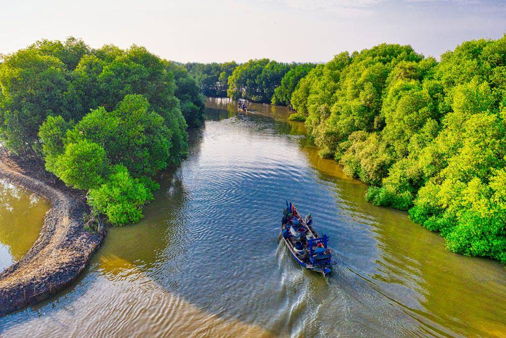 ilustrasi hutan mangrove (pexels.com/Tom Fisk)