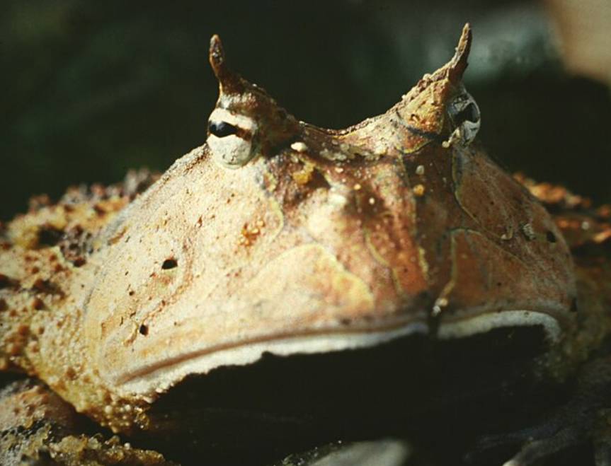 katak bertanduk