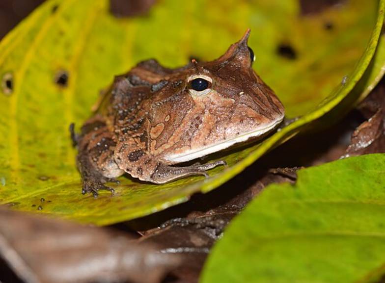 katak bertanduk