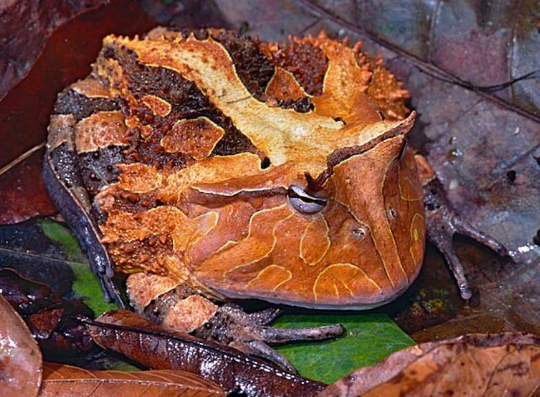 katak bertanduk