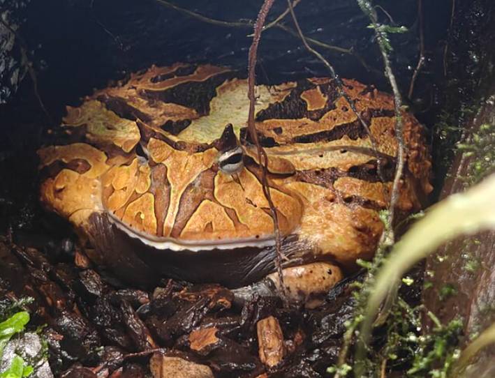 katak bertanduk