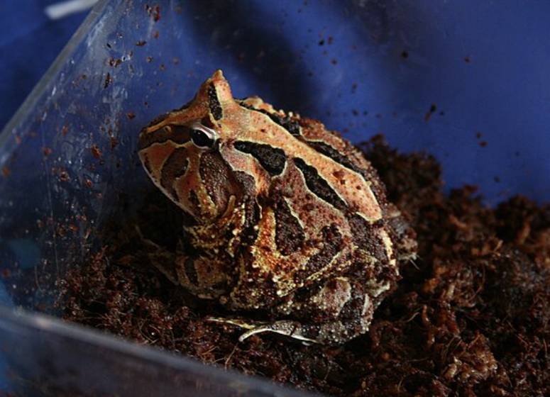 katak bertanduk