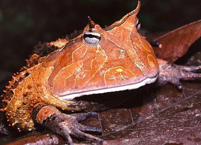 potret katak bertanduk (commons.wikimedia.org/Bernard DUPONT)