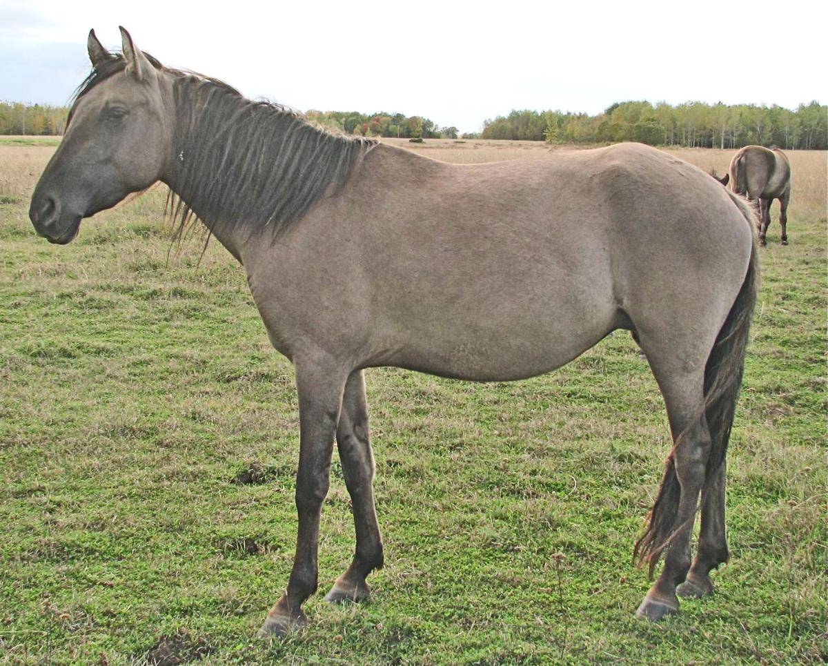 Potret kuda Sorraia (commons.wikimedia.org/Selona)  