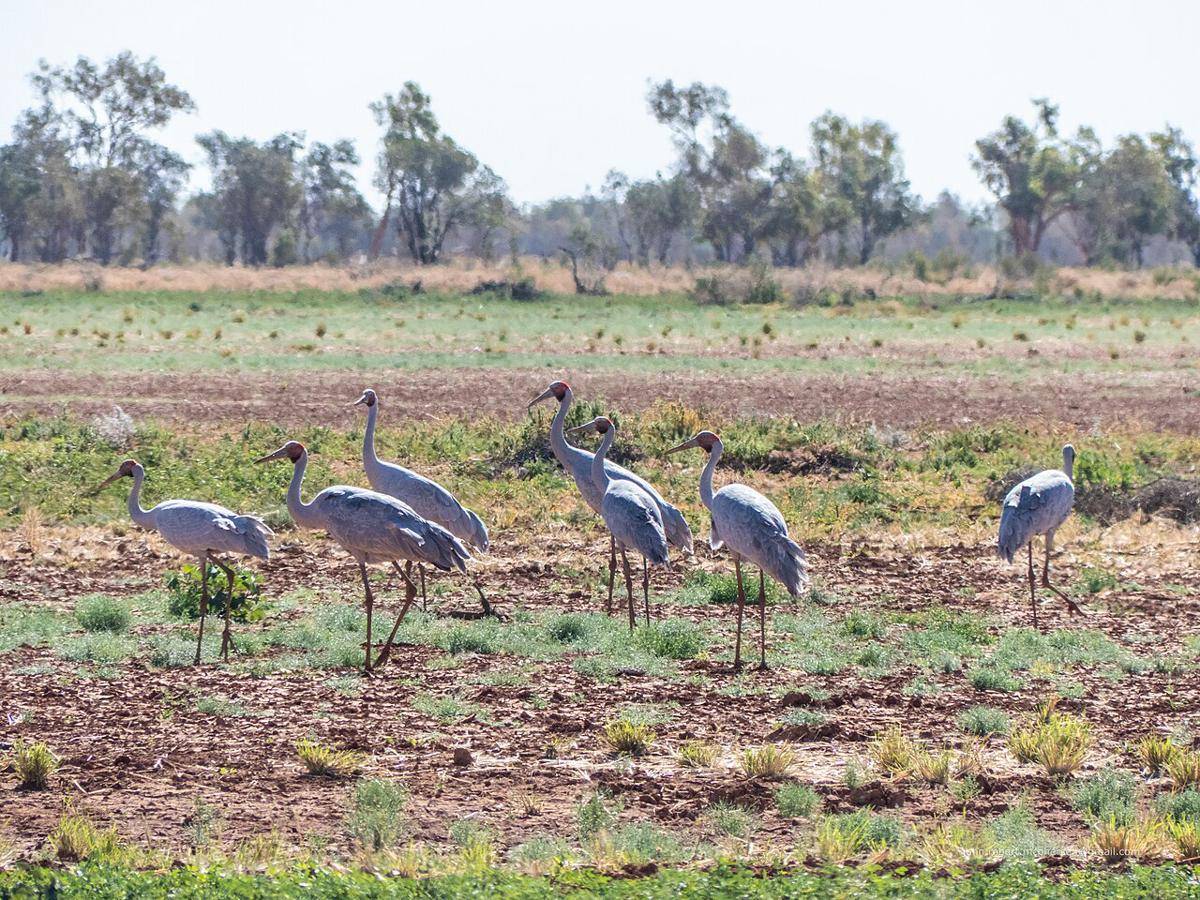 Potret burung brolga di Queensland