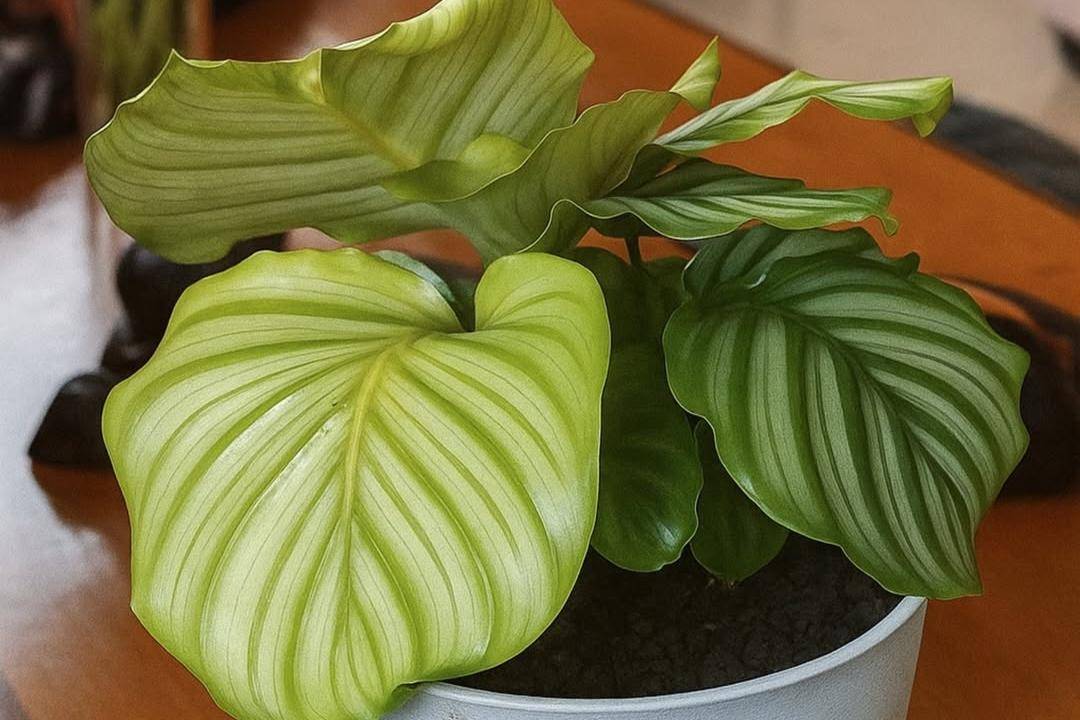 Calathea Orbifolia (instagram.com/theflowerbar_tz)