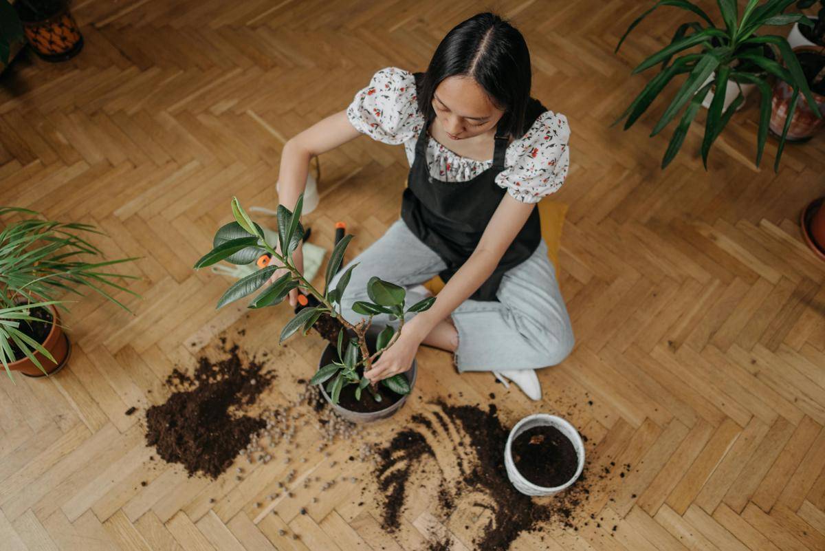 ilustrasi mengganti pot tanaman setelah pindahan (pexels.com/ROCKETMANN TEAM)