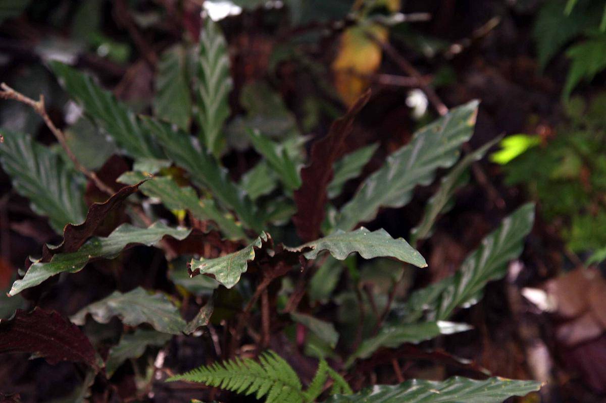 Calathea Rufibarba (commons.wikimedia.org/Photo by David J. Stang)