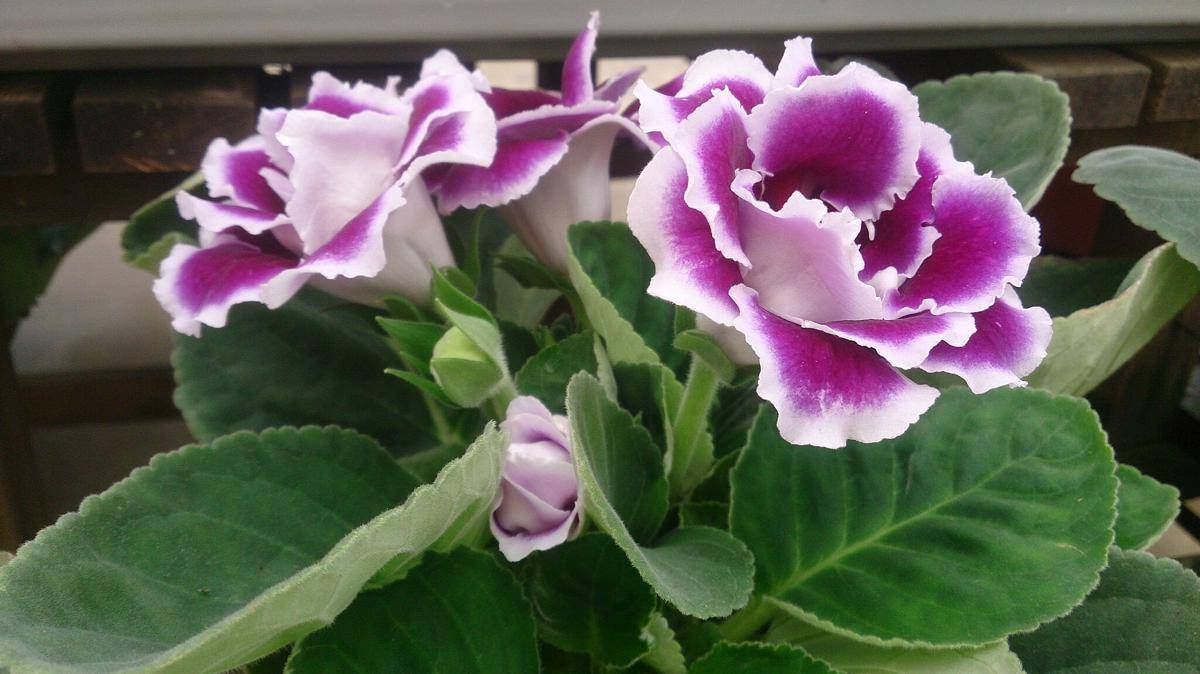 ilustrasi Gloxinia (commons.wikimedia.org/Mokkie)