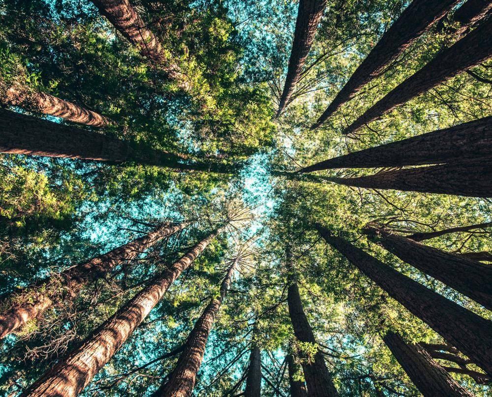 ilustrasi hutan (unsplash.com/Casey Horner)