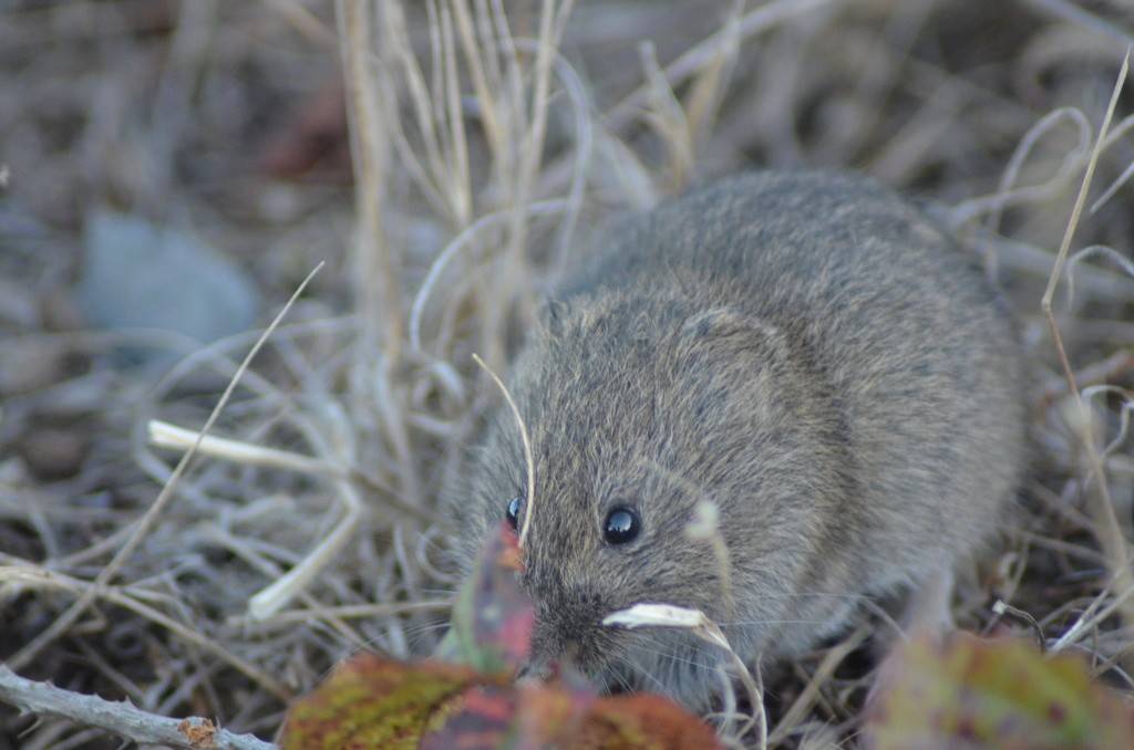 vole california (inaturalist.org/Lorri G.)
