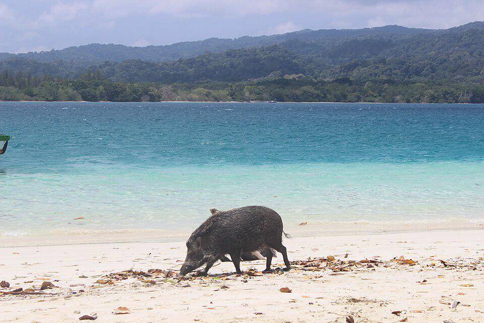 Bagas atau babi hutan mencari makan di Taman Nasional Ujung Kulon. (commons.wikimedia.org/Dewicilay)