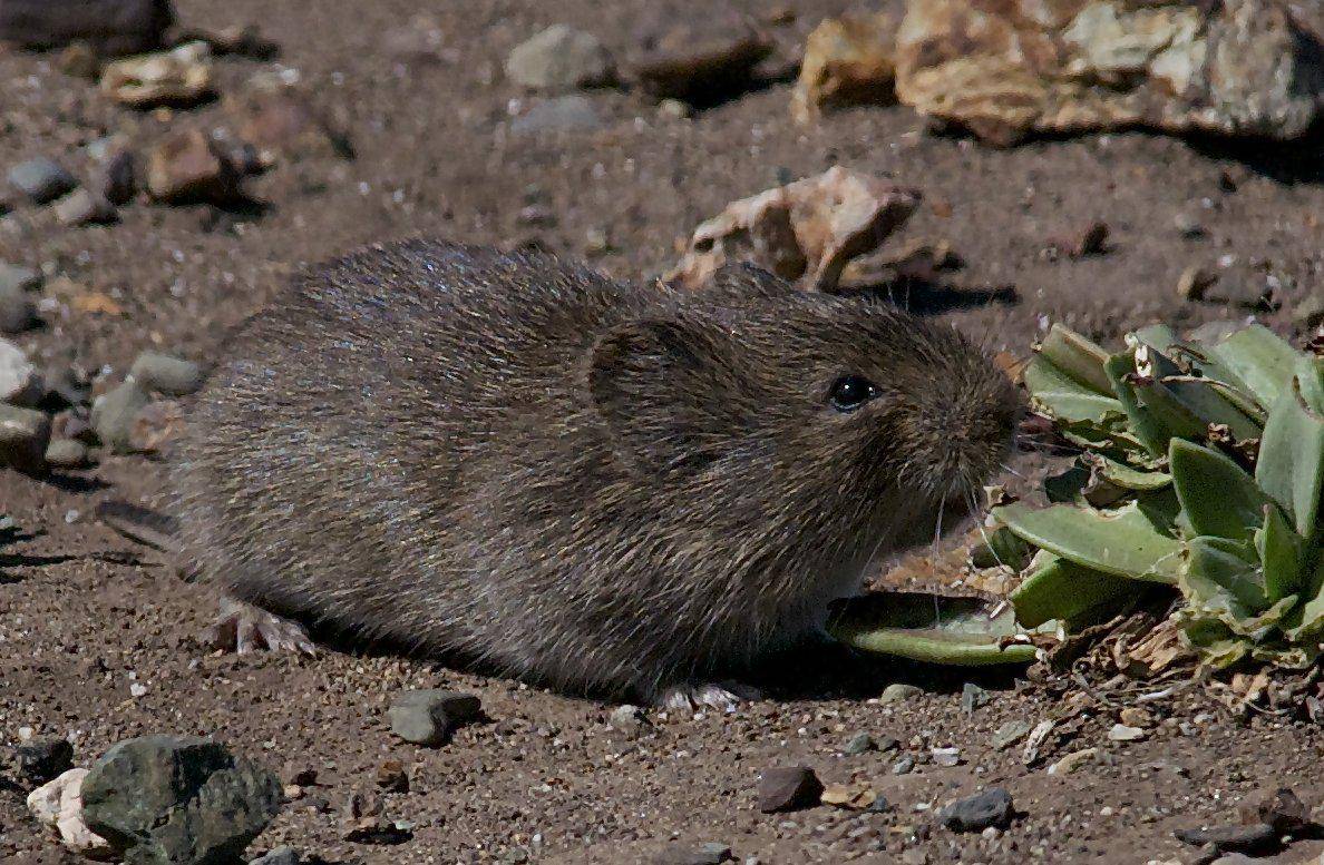 vole california (commons.wikimedia.org/Jerry Kirkhart)