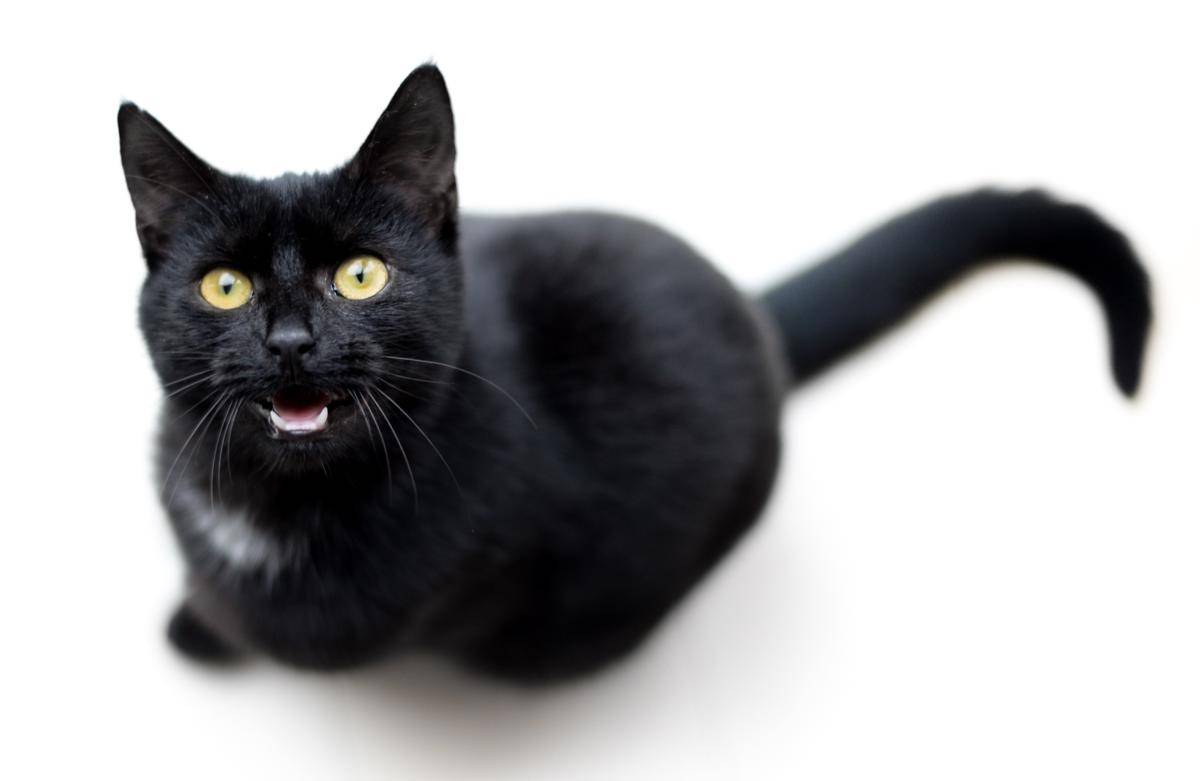 ilustrasi kucing mengeong (pixabay.com/ClickerHappy)