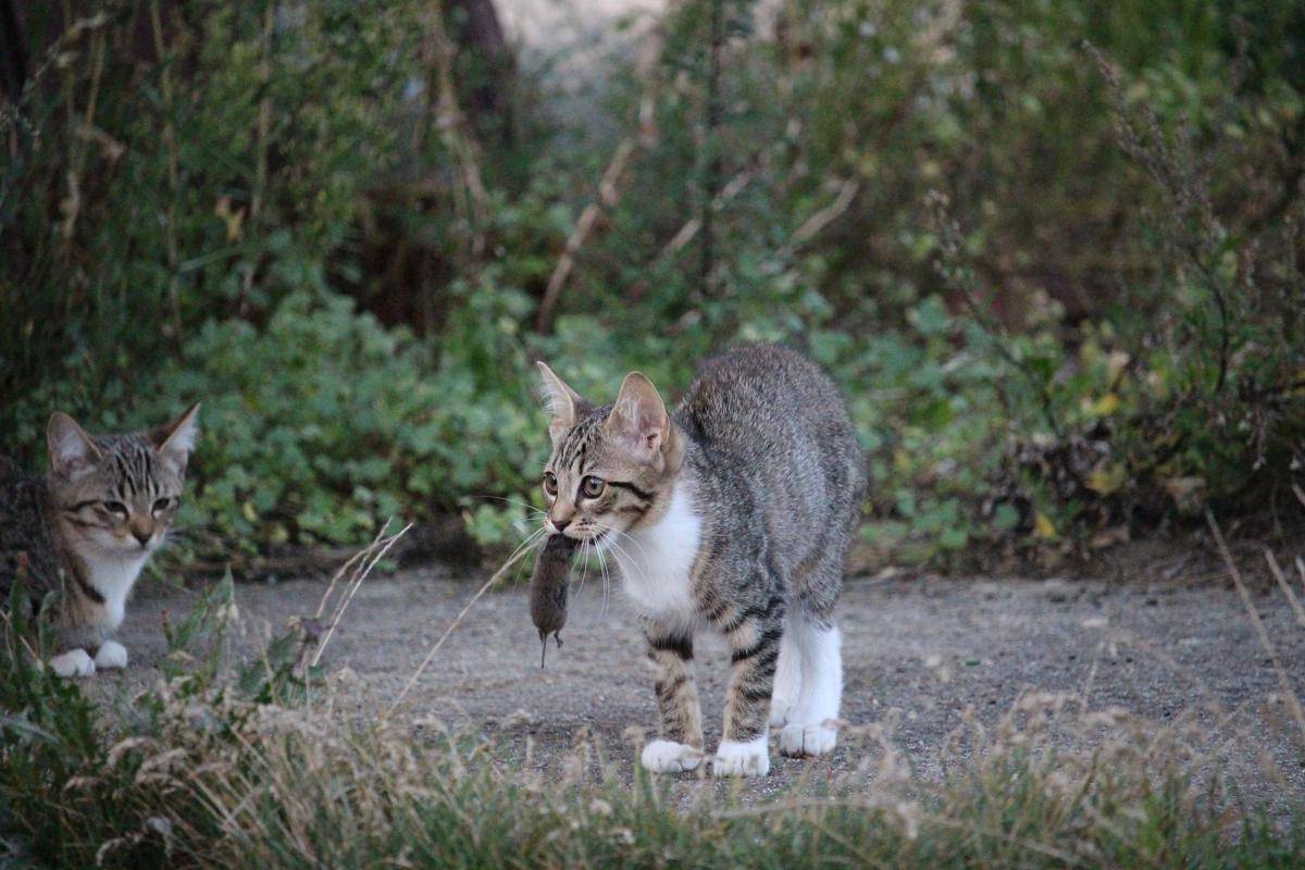 ilustrasi kucing menangkap tikus (pixabay.com/rihaij)