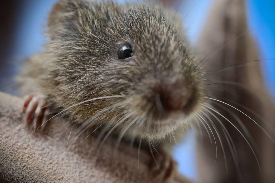 vole california (commons.wikimedia.org/Bureau of Land Management)