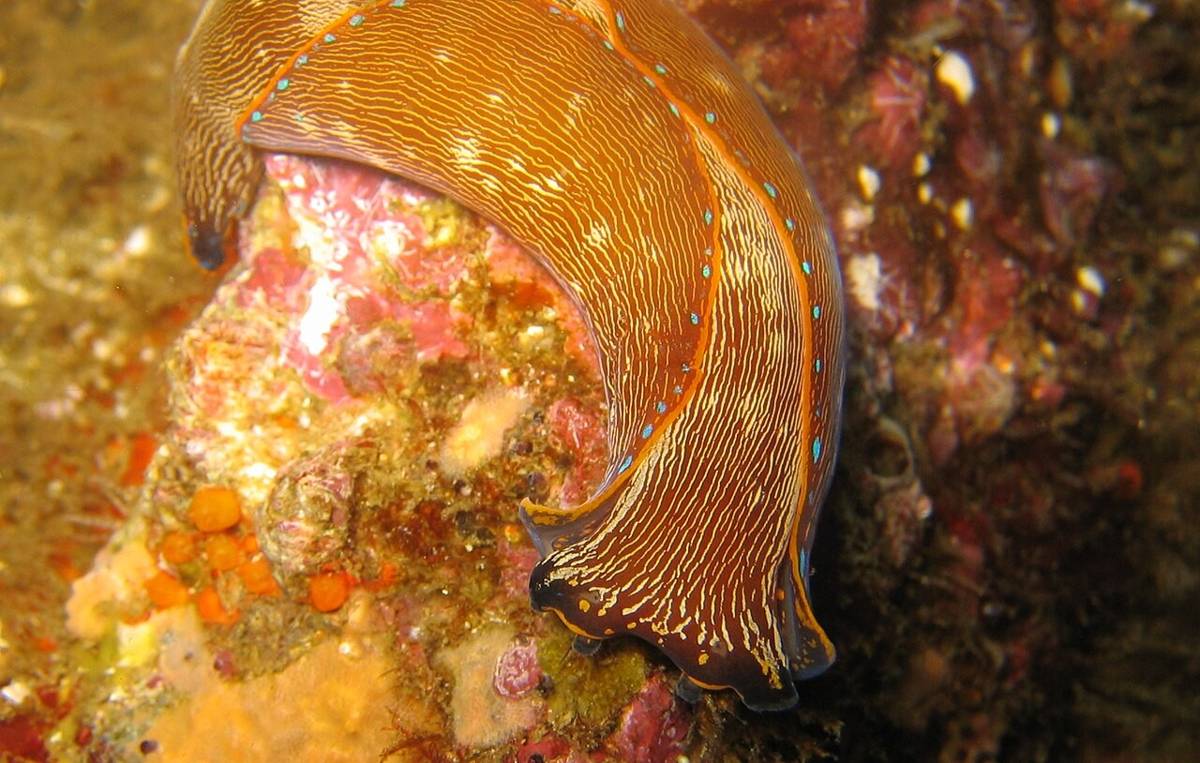 algaja california (commons.wikimedia.org/Magnus Kjaergaard)