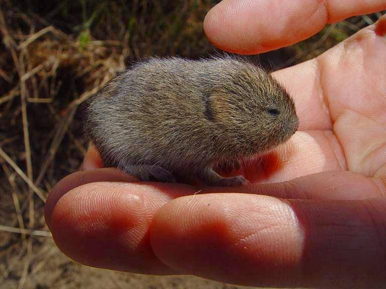 vole california (inaturalist.org/Adam Winer)