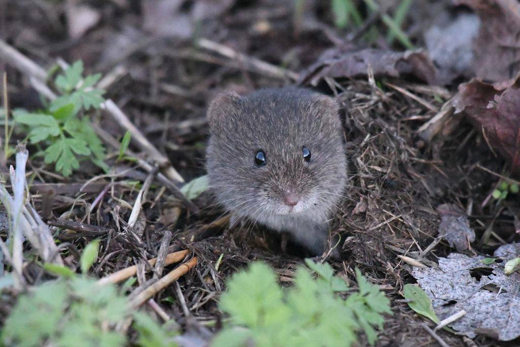 vole california (inaturalist.org/Max Roberts)