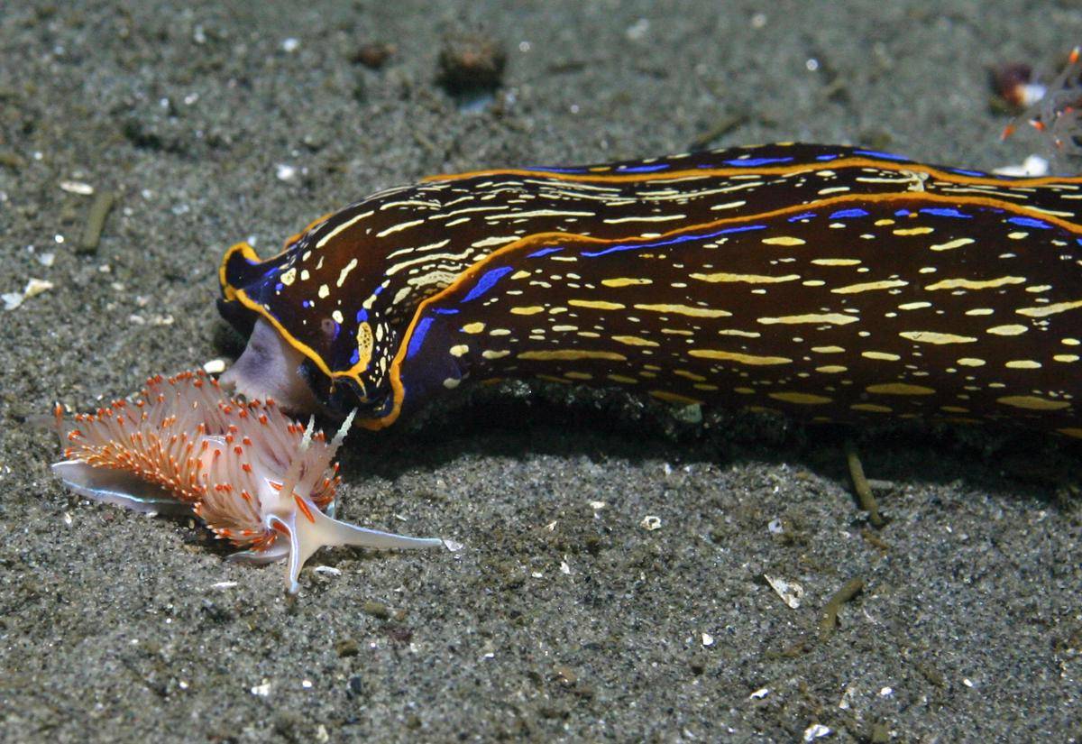algaja california (commons.wikimedia.org/National Marine Sanctuaries)