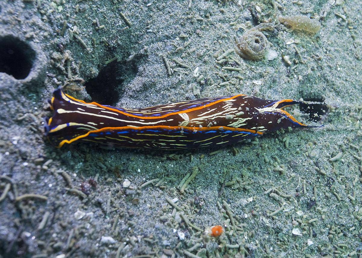 algaja california (commons.wikimedia.org/Chad King)