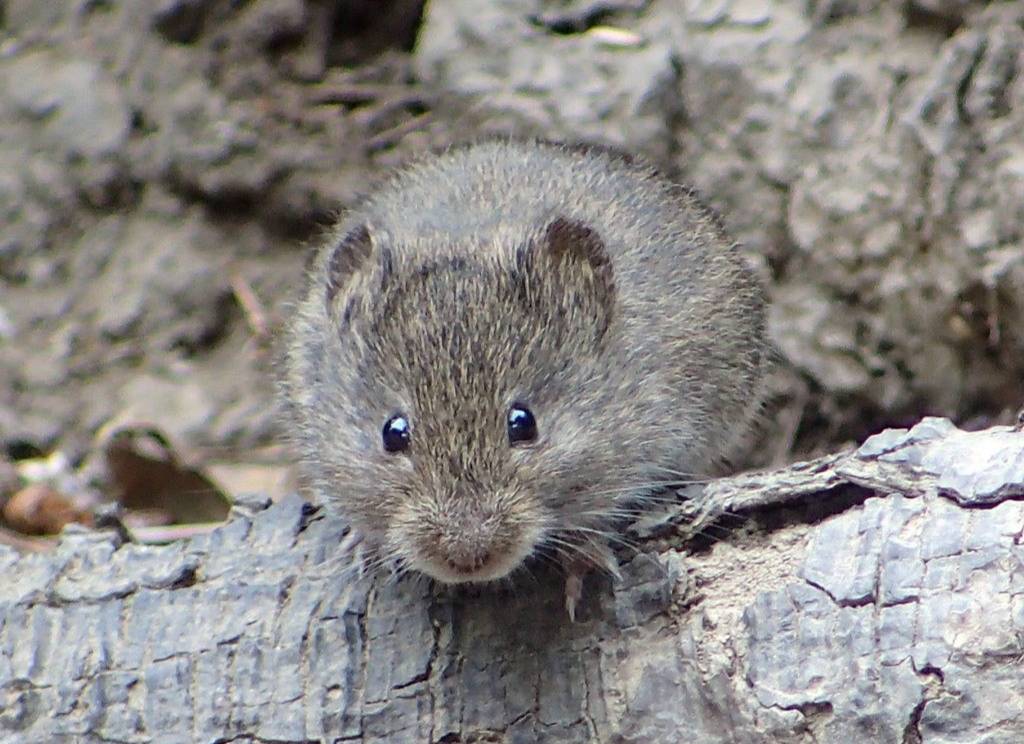 vole california (inaturalist.org/K Schneider)