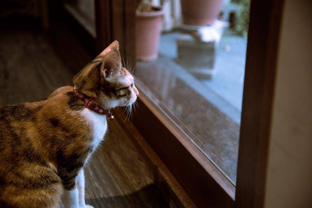 ilustrasi kucing duduk di depan jendela