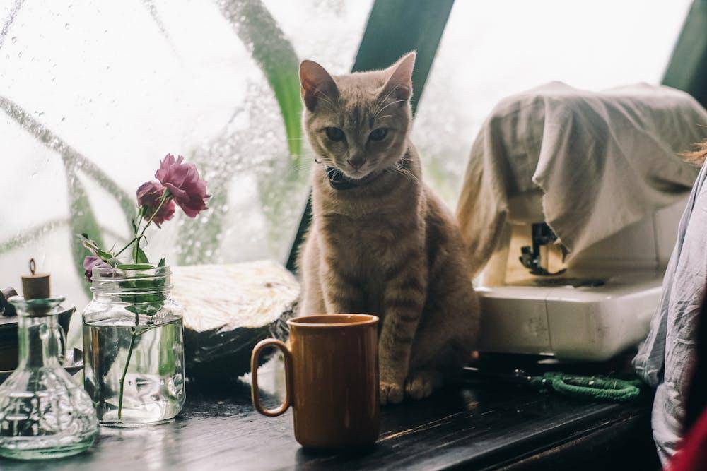 ilustrasi kucing duduk dekat jendela 