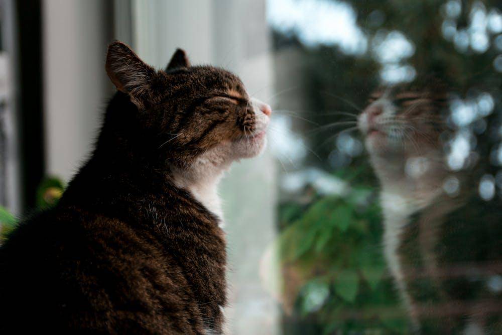 ilustrasi kucing