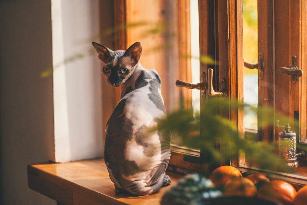ilustrasi kucing duduk 