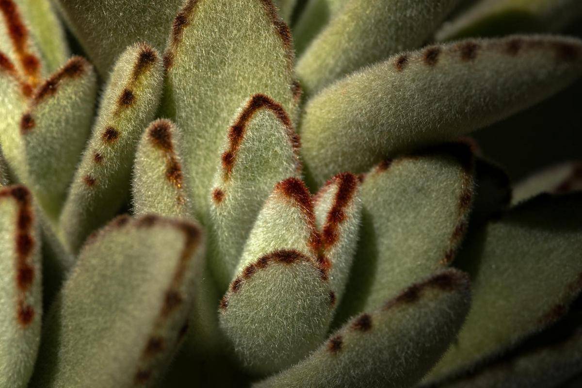 ilustrasi panda plant (pexels.com/Neil Yonamine)
