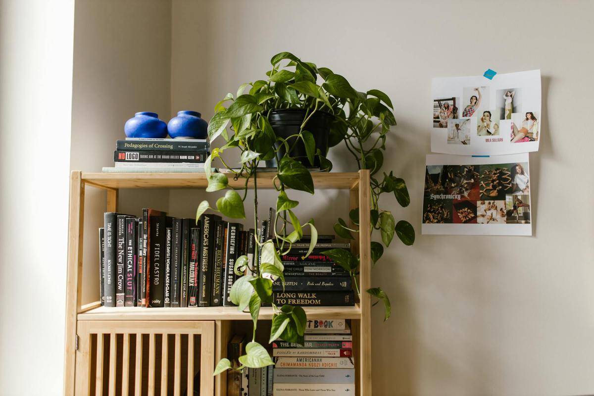 Ilustrasi Philodendron Micans (pexels.com/RDNE Stock project)