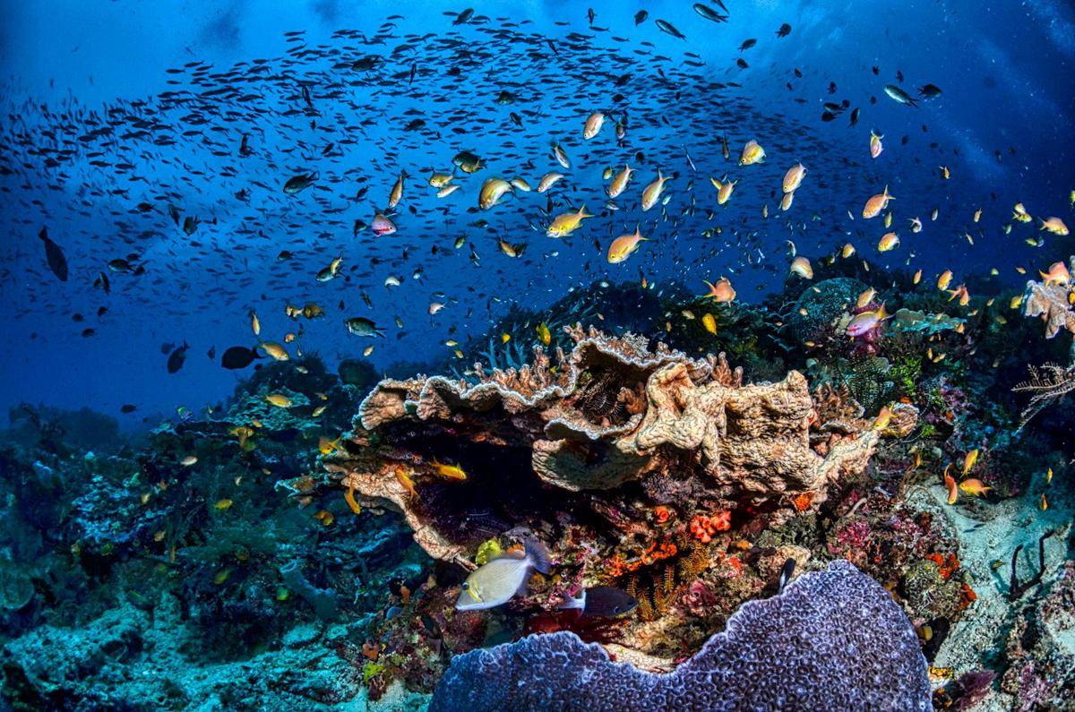 potret alam bawah laut di Raja Ampat (pexels.com/Tom Fisk)