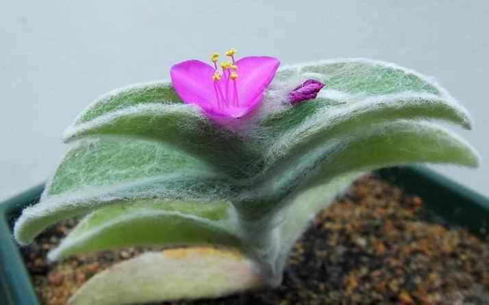 ilustrasi White Velvet Tradescantia (commons.wikimedia.org/Yuri Khanon)